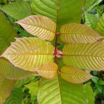 The Enchanting Teaspoon: Knowing Kratom Dosage