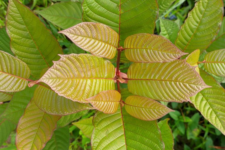 The Enchanting Teaspoon: Knowing Kratom Dosage